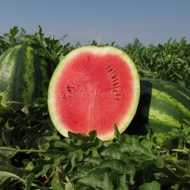«Producer» - Organic Watermelon Seeds