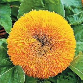 «Teddy bear» - Organic Sunflower Seeds