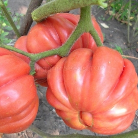 «American Ribbed Red» - Organic Tomato Seeds