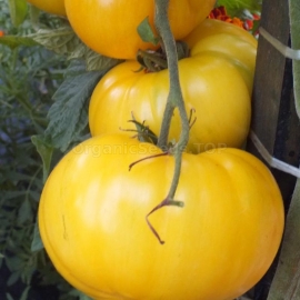 «Bear paw yellow» - Organic Tomato Seeds