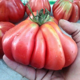 «Sharpei» - Organic Tomato Seeds