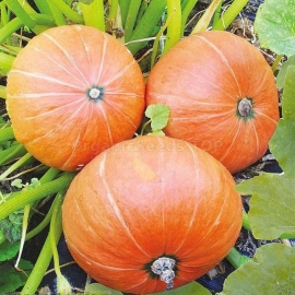 «Amazon» - Organic Pumpkin Seeds