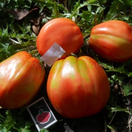 «Big girl» - Organic Tomato Seeds