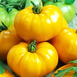 «Giant lemon» - Organic Tomato Seeds