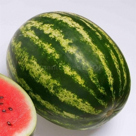 «Top Gun» - Organic Watermelon Seeds