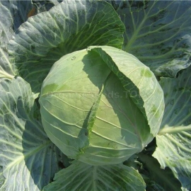 «Dietmarsher Fryer» - Organic Cabbage Seeds