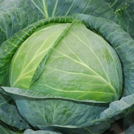 «Olga» - Organic Cabbage Seeds