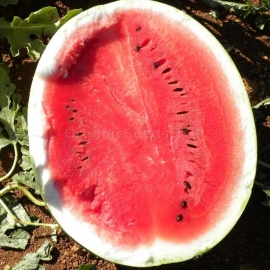 «Surprise» - Organic Watermelon Seeds