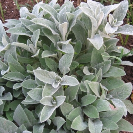 Organic Stachis Woolly Seeds (Stachys byzantina)