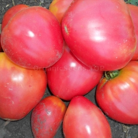 «Favorite holiday» - Organic Tomato Seeds