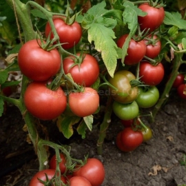 «Victory» - Organic Tomato Seeds