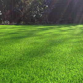 «Photophilous» - Organic Lawn grass seeds