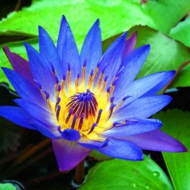Blue lotus Organic Seeds (Nelumbo caerulea)