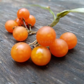 Solanum nigrum Otricoli Organic Seeds