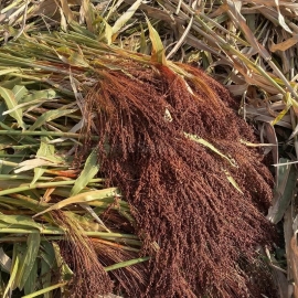 «Dwarf 45» - Broom Sorghum Organic Seeds