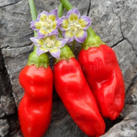 «Purple Flowered» - Organic Hot Pepper Seeds