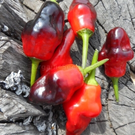 «Macarena» - Organic Hot Pepper Seeds
