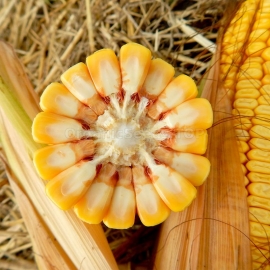 «Capital» - Organic Corn Seeds