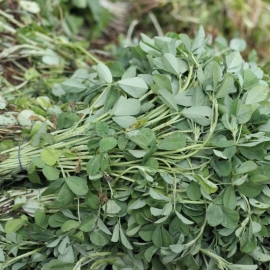 Organic Hay Fenugreek (mushroom herb) Seeds (Trigonella foenum-graecum)