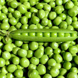 «Avola» - Organic Pea Seeds