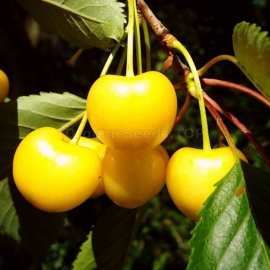 «Zhurba» - Organic Cherry Seeds (Prunus avium)
