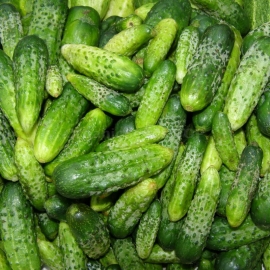 «Sarmat» - Organic Cucumber Seeds