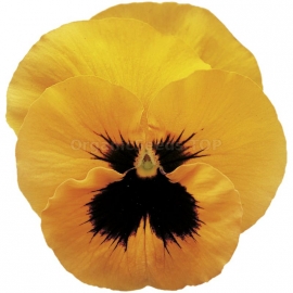 «Orange mit Auge» - Organic Viola Seeds