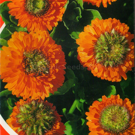 «Orange heart» - Organic Calendula Seeds