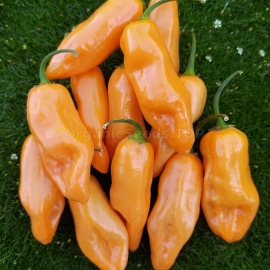«Mako Kokoo Peach» - Organic Hot Pepper Seeds