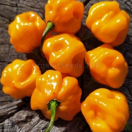 «Petenero» - Organic Hot Pepper Seeds