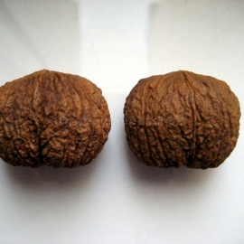 Organic Eastern Black Walnut Seeds (Juglans Nigra)