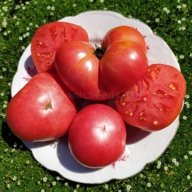 «New Big Dwarf» - Organic Tomato Seeds