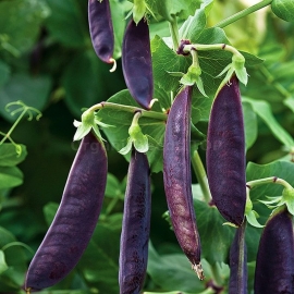 «Desire purple» - Organic Pea Seeds