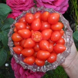 «Red Cluster Pear» - Organic Tomato Seeds