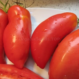 «Sarnowski Polish Plum» - Organic Tomato Seeds
