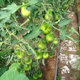 «Green Pear» - Organic Tomato Seeds