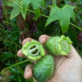 Organic Wild Cucumber Seeds (Echinocystis lobata)