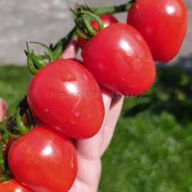«Gardener's Sweetheart» - Organic Tomato Seeds