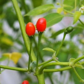 «Cumari Brasil» - Organic Hot Pepper Seeds