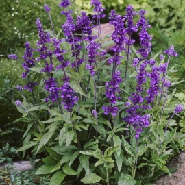 «Blue» - Organic Salvia Farinacea Seeds