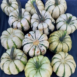 «Sweet Dumpling» - Organic Pumpkin Seeds