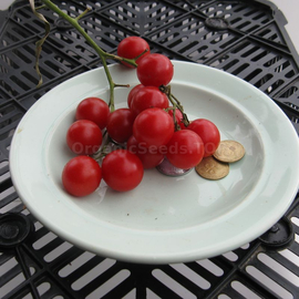 «Red caviar» - Organic Tomato Seeds