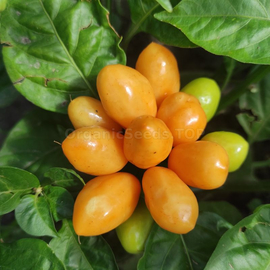 «Pimento Caixo» - Organic Pepper Seeds