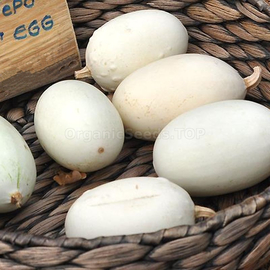 Фото «Nest egg» - Organic Pumpkin Seeds