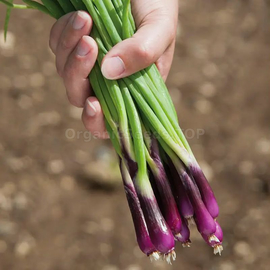 Фото «Redy» - Organic Onion Seeds