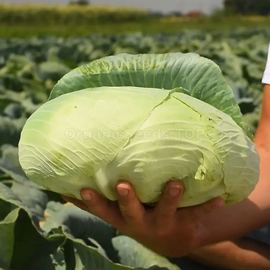 Фото «Platoon» - Organic Cabbage Seeds