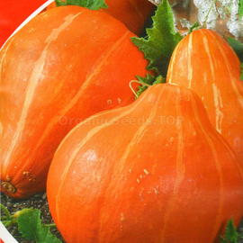 Фото «Hokkaido» - Organic Pumpkin Seeds