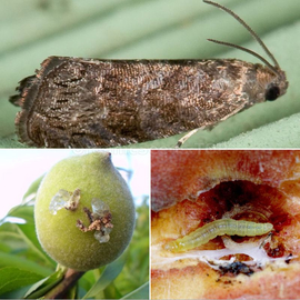 Фото «Oriental fruit moth» trap - 1 pc.