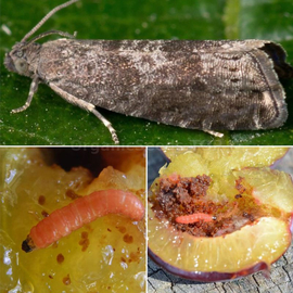 Фото «Plum moth» trap - 1 pc.