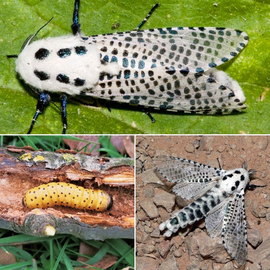 Фото «Leopard moth» trap - 1 pc.